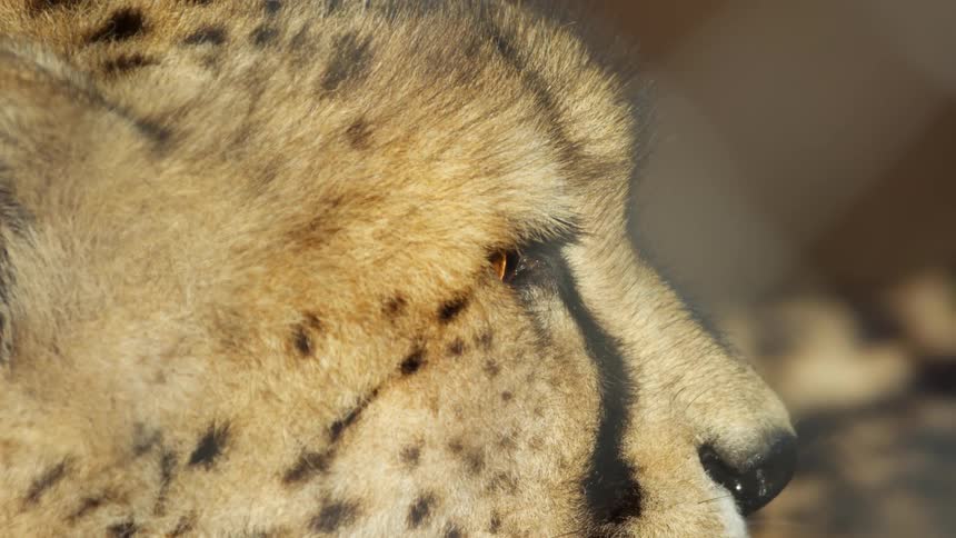Cheetah profile