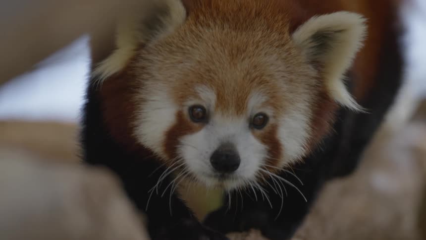 Red Panda is climbing a tree outdoors