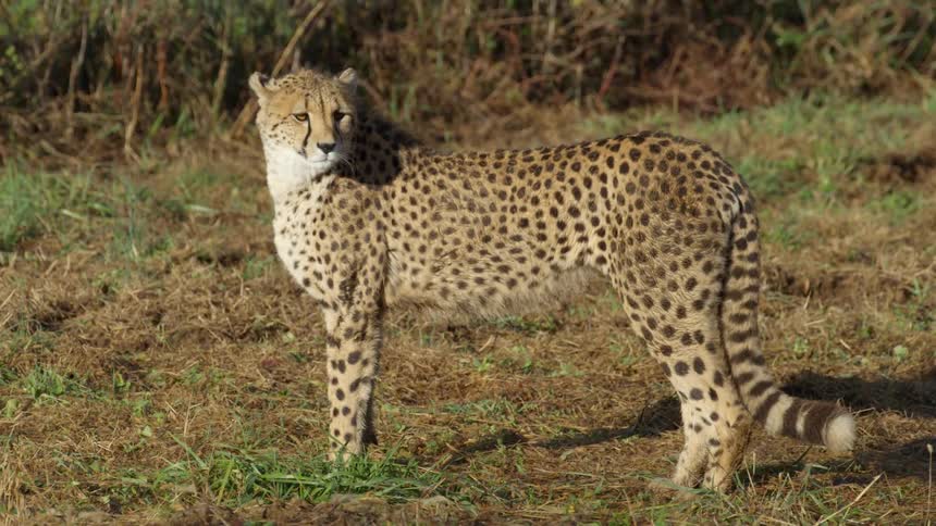 A cheetah is outdoors looking around
