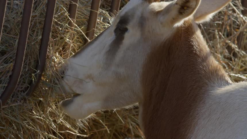 A goat is eating on the farm