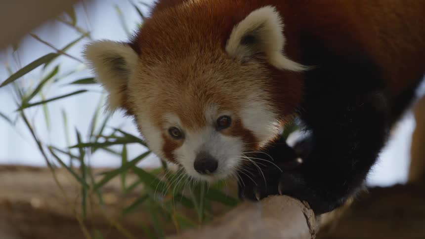 A red panda walking onto a branch