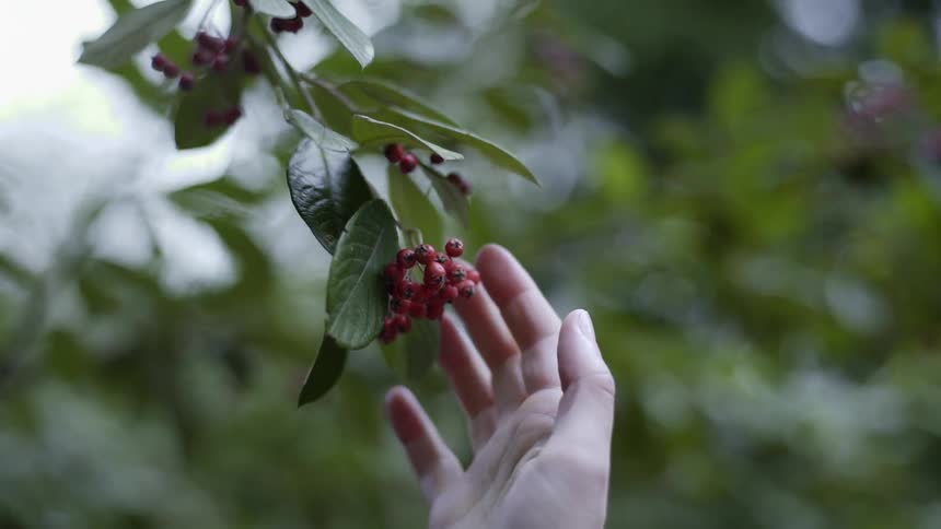 Someone reaches out for small cherries hanging from a branch