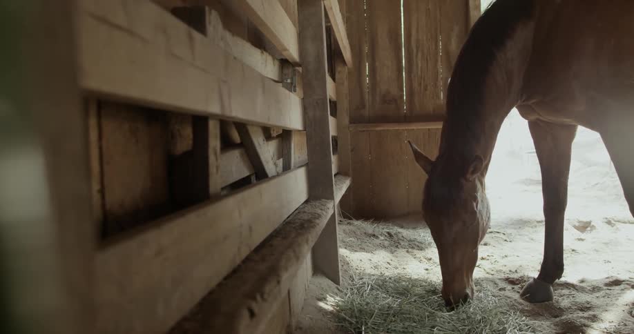 A horse in a barn eating hay