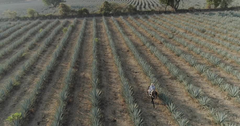 A person rides a horse through field of agave