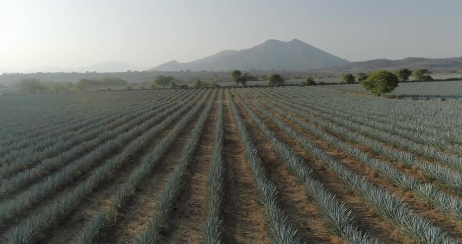 The sun shines on rows of agave plants in a field
