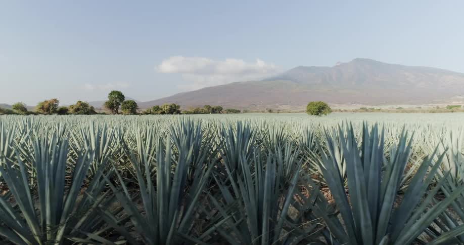 There are multiple agave plants in a row