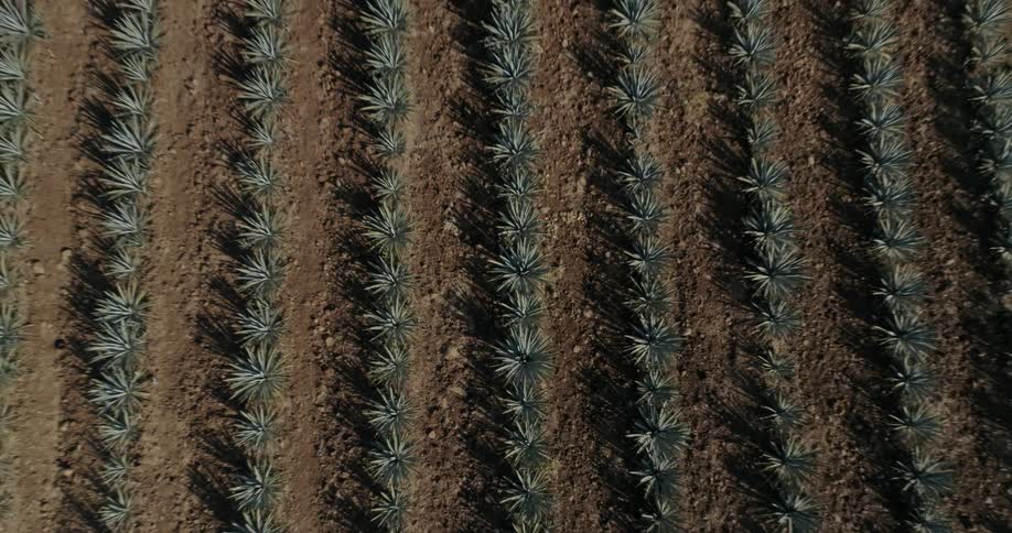 Agave plants grow in lines in a tilled field
