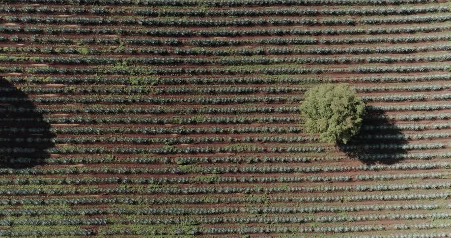 Rows of crops grow in a field of agave