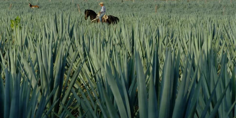 Tequila Mexico