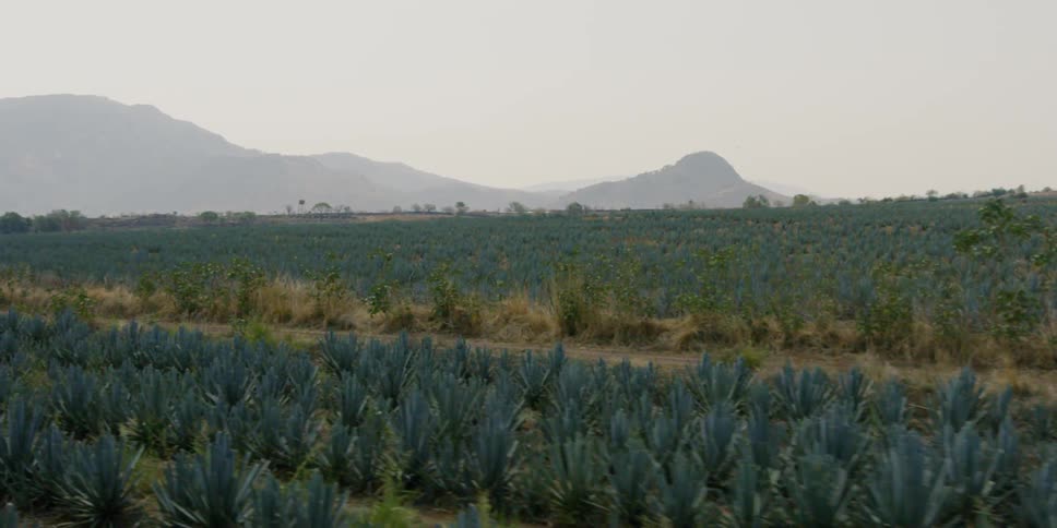 Agave plants with mountain in background