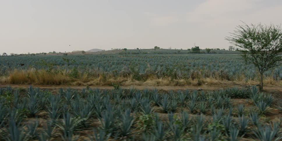 An agave farm with rows of plants passes by