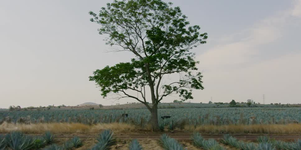 Cows stand amongst rows of agave plants in a pasture