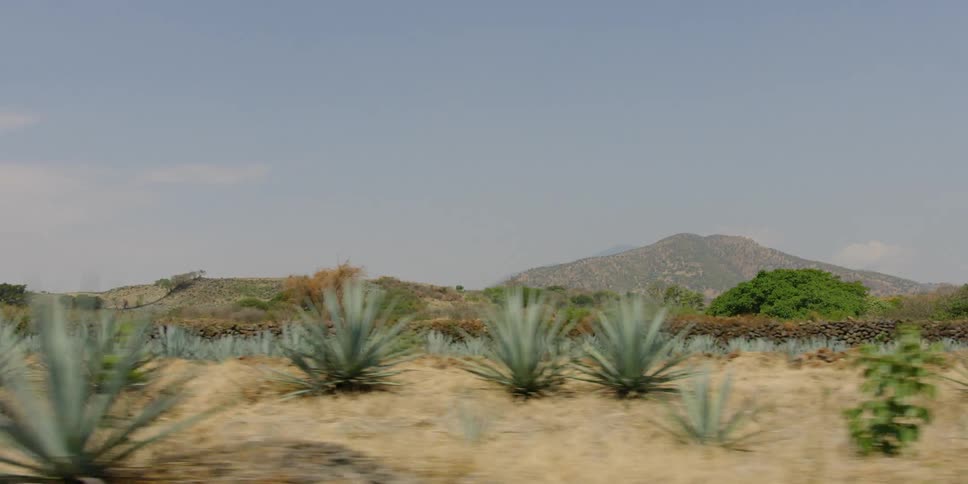 Agave plants pass by on a rural road