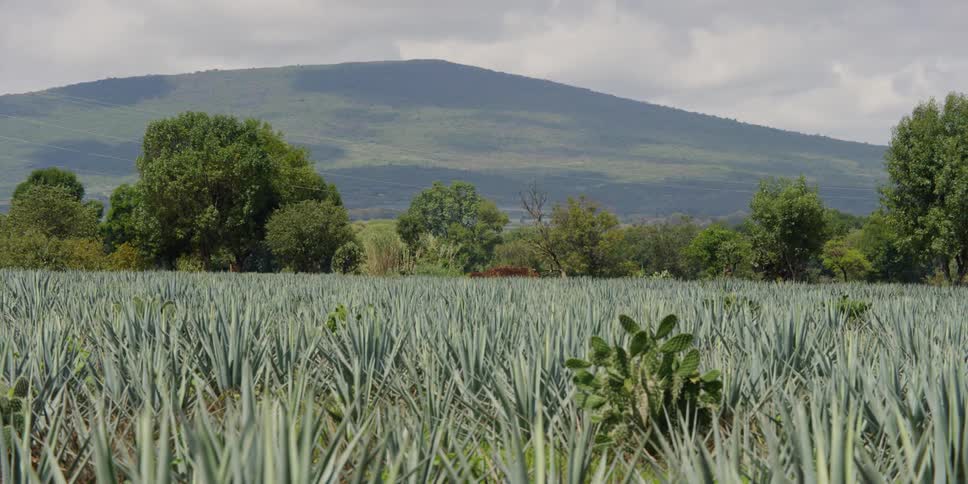 Field of agave overlooking a mountain