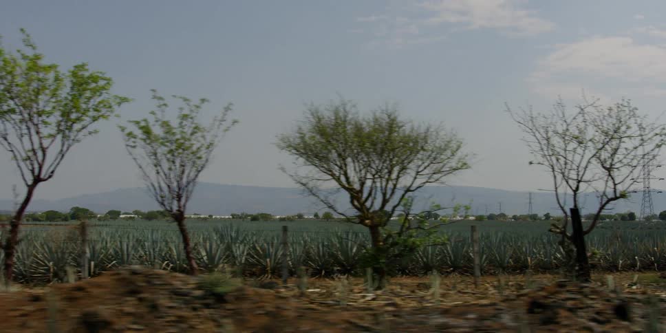 A field of agave plants passes by