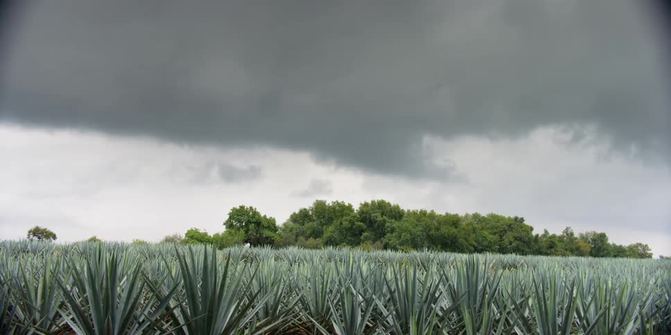 Wide Shot Agave field clouds moving in.