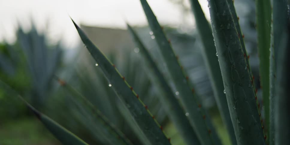 Condensation forming on agave plant leaves