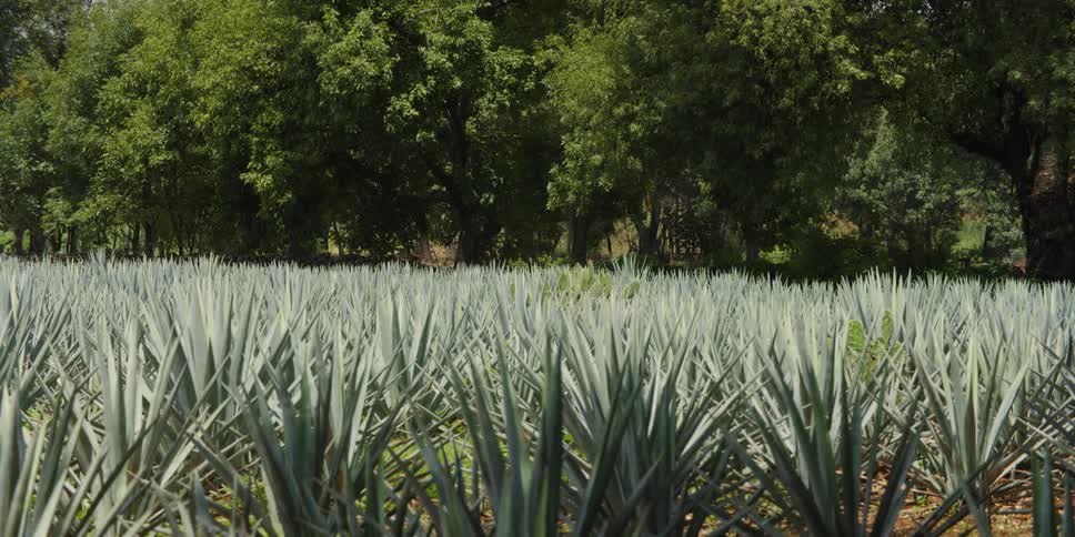 A field of agave next to a grove of trees