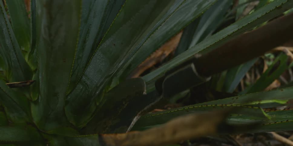 A person cuts an agave plant