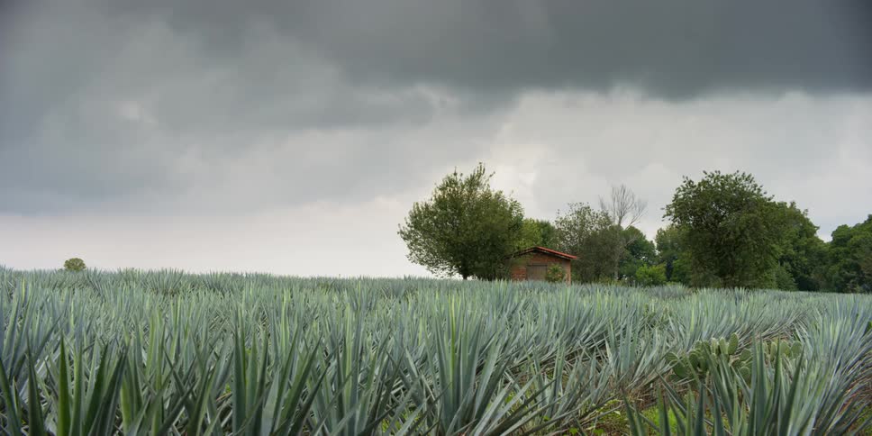 A field of agave plants under a gray sky