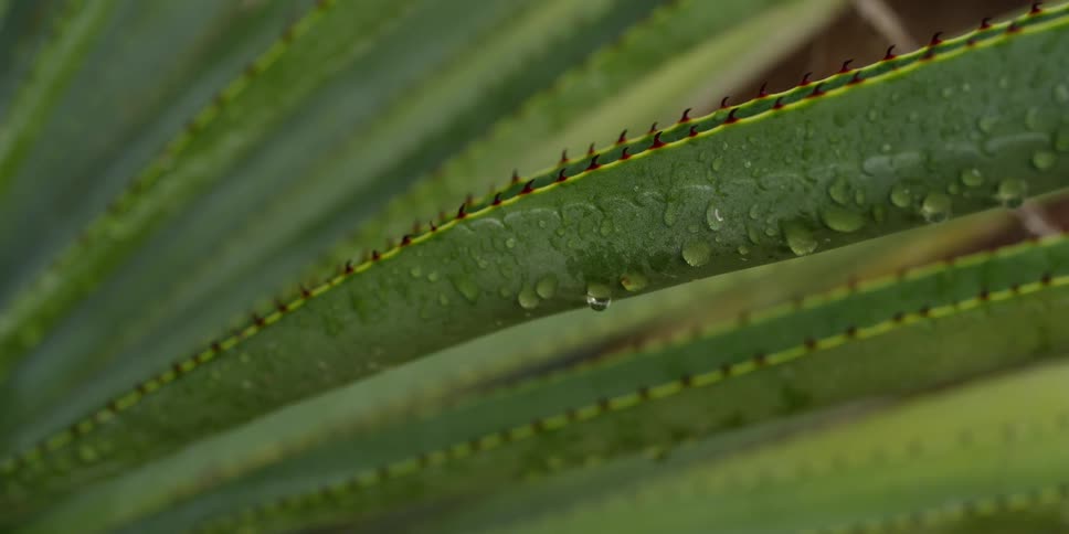 Dew sparkles on agave leaves