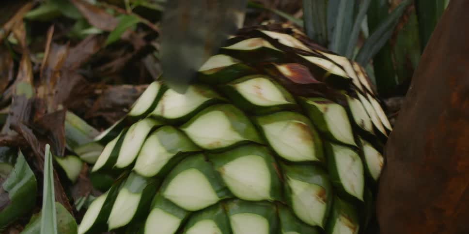Person cuts an agave plant on a sunny day