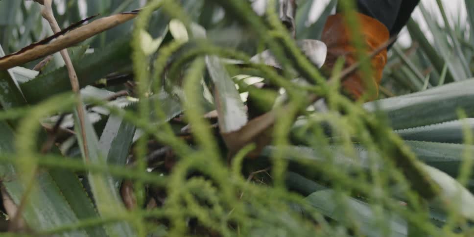 Person cuts an agave plant in a field