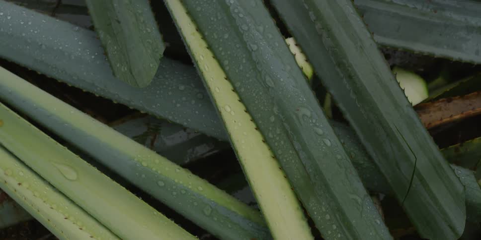 Cut agave plants are covered in water, piled on each other