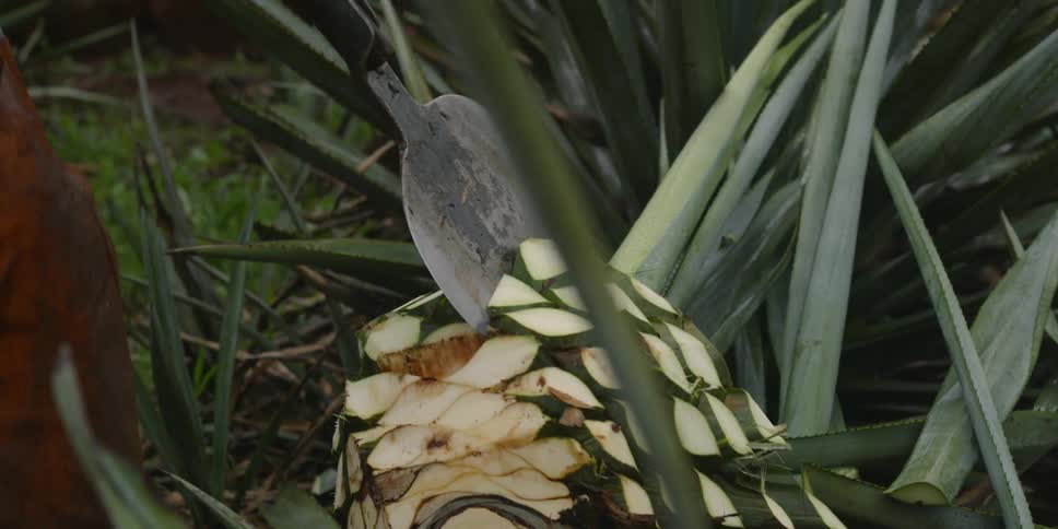 A person chops an agave plant in a farm