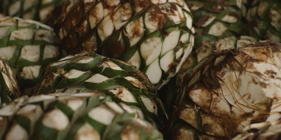 Cut agave plants sit undisturbed