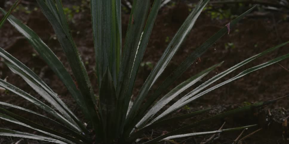 Rain falls on an agave  plant that's growing in rich dark earth