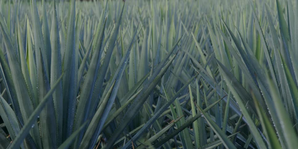 Agave plants in a field