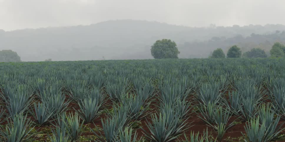Row of agave crops lead towards a fog covered mountain