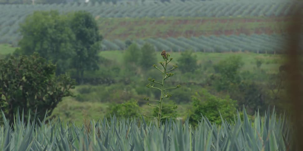 Bird rests on a plant in an agave field