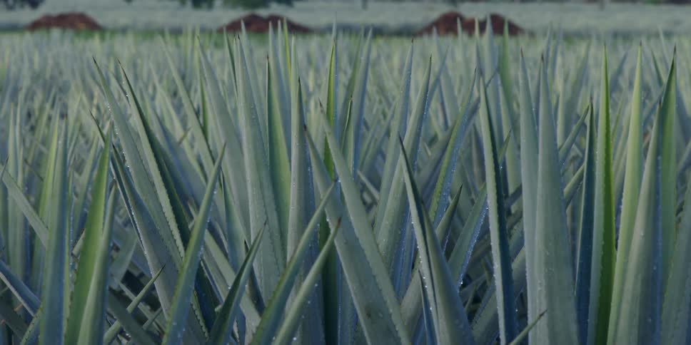 Agave plants covered with water