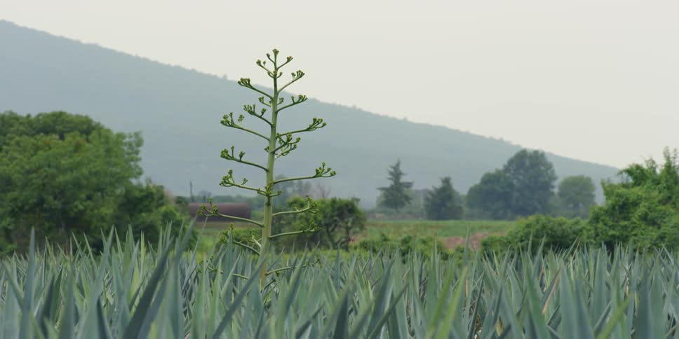 The agave plants and trees are still in the horizon
