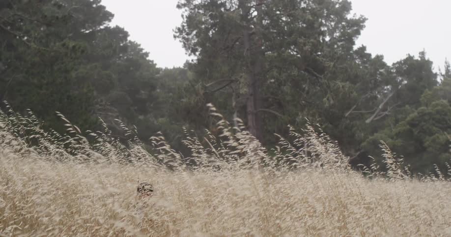 Person slowly walking out of a field of grass
