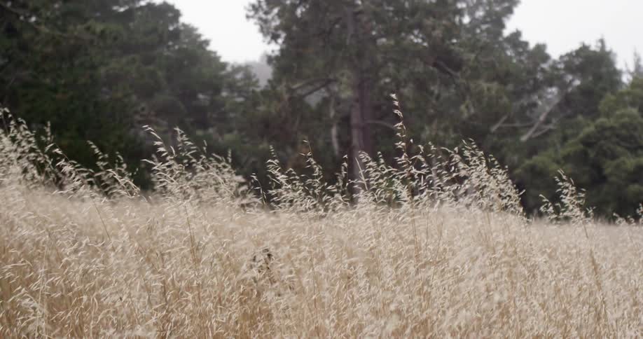 Large field with high grass as someone moves out of it