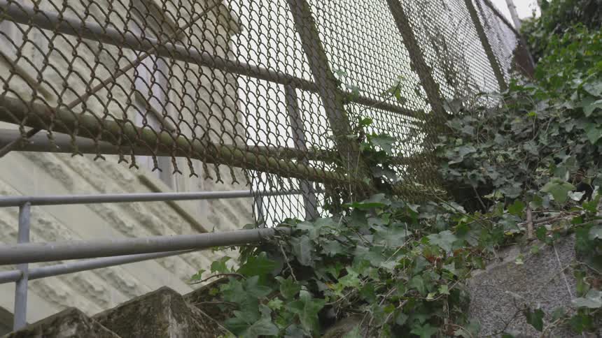 Vines grow onto and below an old chain link fence