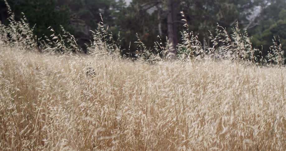 A boy running through tall grass