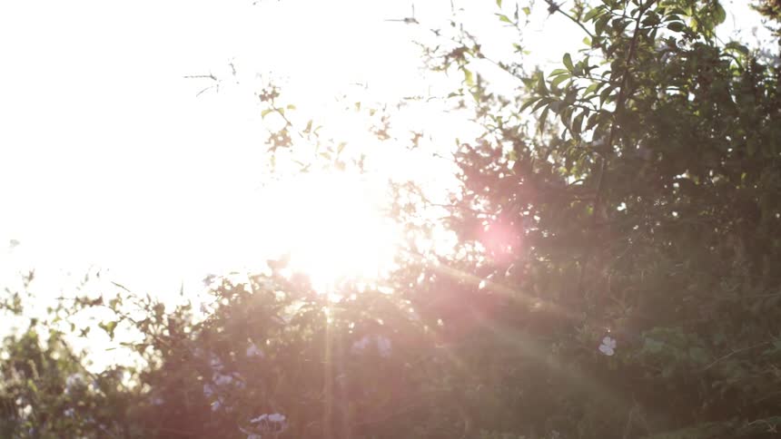 Sunlight shining brightly over some foliage
