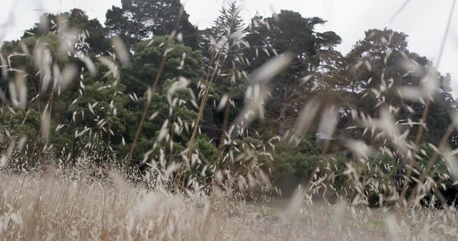 Grasslands blowing in the wind