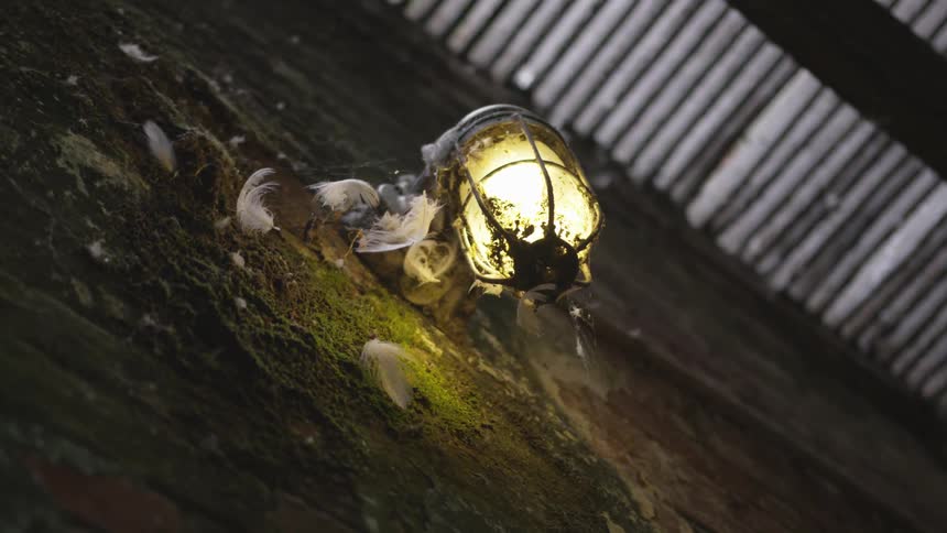 A lit up object is in the grass
