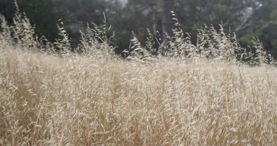 A child runs through tall wheat stalks in a sunny field