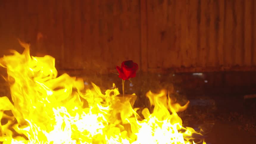 A fire burns around a red rose in a glass vase