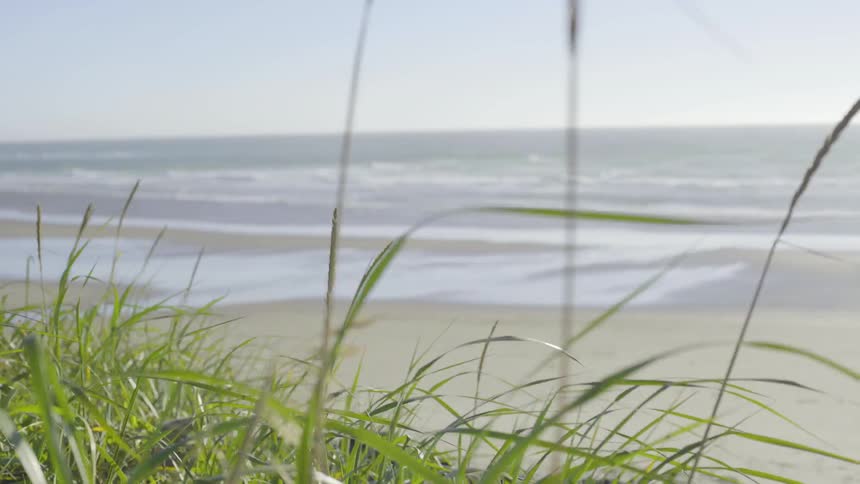 Plants rustling in the wind at the beach