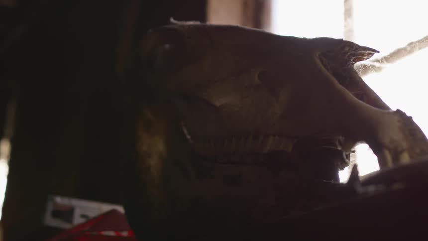 An animal skull with cobwebs sitting on a table