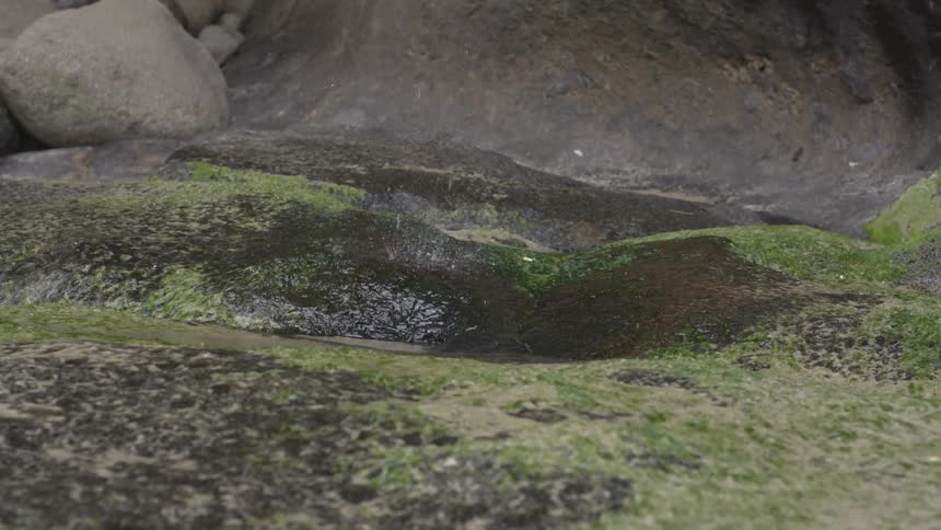 Water drips onto a mossy rock