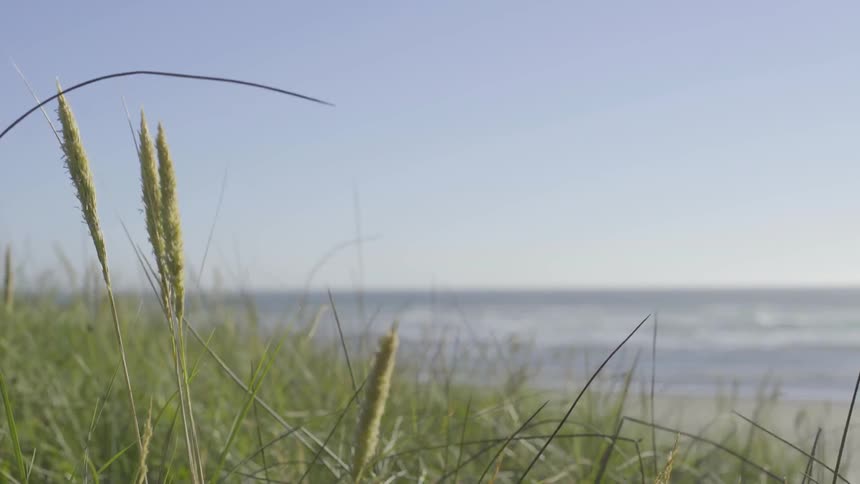 Grass blowing in the wind with the beach in the background