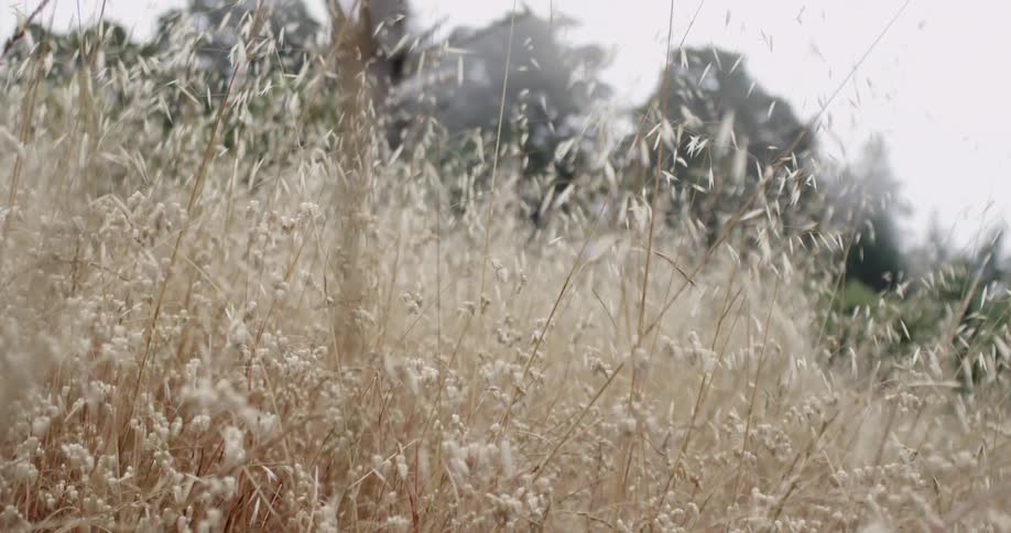 Close up of grass on a large field on a cloudy day